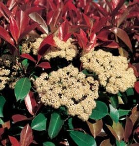 BRILLIANT RED FOLIAGE AND WHITE FLOWERS OF A PLEACHED PHOTINIA RED ROBIN TREE