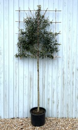 Portugal Laurel Fresh Pleached Potted Pleached Trees Wide 1440-0in