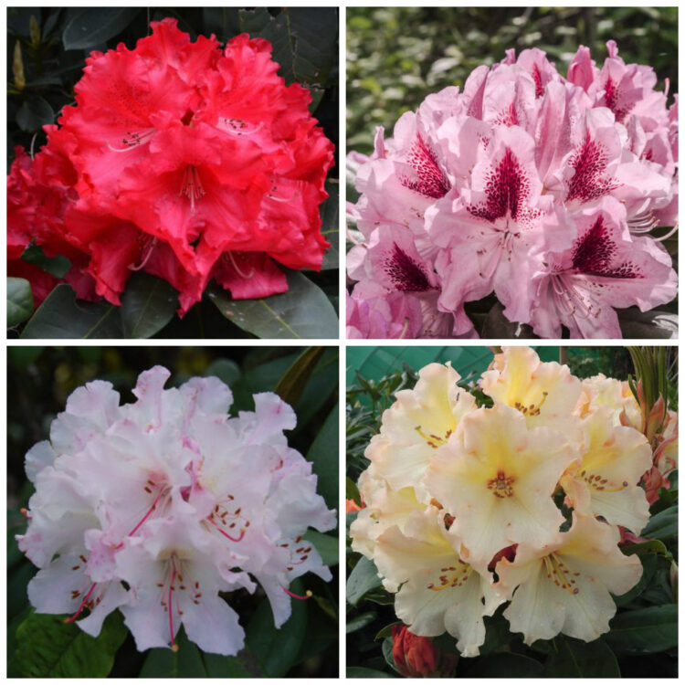 Rhododendrons Pack Of 5 Potted Bargain Packs 8367