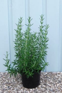 Rosemary Potted Hedging 15-20cm 72-0in