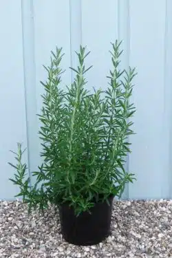 Rosemary Potted Hedging 15-20cm 72-0in