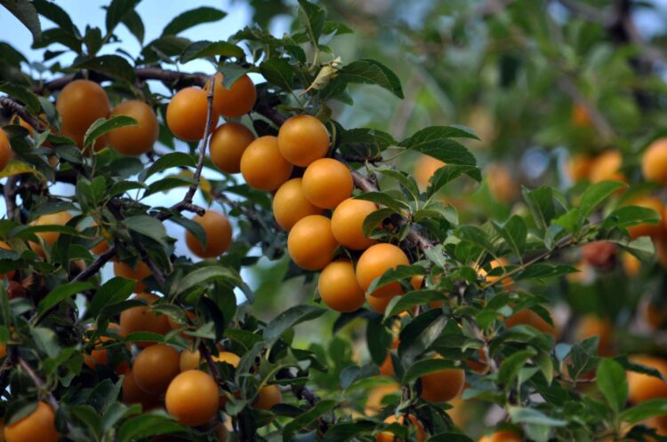 MATURE PRUNUS CERASIFERA CHERRY PLUM HEDGE WITH YELLOW FRUITS