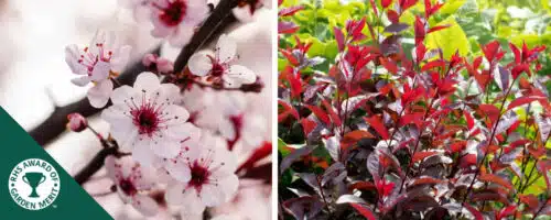BUY PRUNUS X CISTENA HEDGING PLANTS AND SHRUBS ONLINE FROM HOPES GROVE NURSERIES PURPLE LEAF SAND CHERRY