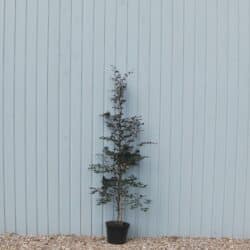 Beech Purple Potted Hedging 150-175cm 60-72in