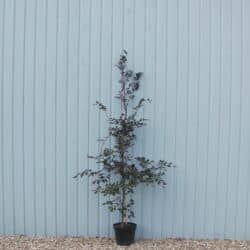 Beech Purple Potted Hedging 175-200cm 72-78in