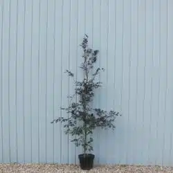 Beech Purple Potted Hedging 175-200cm 72-78in