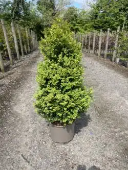 Box Common Potted Hedging 60-100cm 24-42in