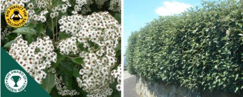 BUY OLEARIA MACRODONTA HEDGING PLANTS AND SHRUBS ONLINE FROM HOPES GROVE NURSERIES