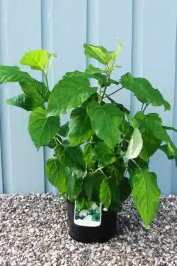 Hydrangea Arborescens Annabelle Potted Hedging 25-40cm 120-0in