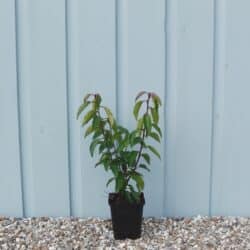 Laurel Portugal Potted Hedging 20-30cm 96-0in