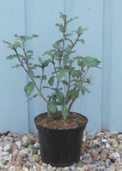 Olearia Macrodonta Potted Hedging 20-40cm 96-0in