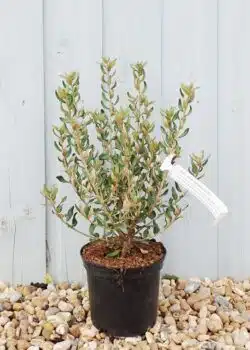 Olearia X Haastii Potted Hedging 20-40cm 96-0in