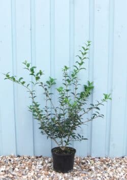 Osmanthus Burkwoodii Potted Hedging 30-50cm 144-0in