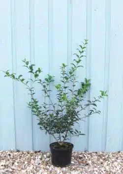 Osmanthus Burkwoodii Potted Hedging 30-50cm 144-0in