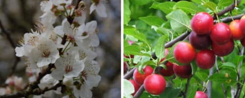 BUY MYROBALAN PLUM PRUNUS CERASIFERA PLANTS ONLINE FROM HOPES GROVE NURSERIES