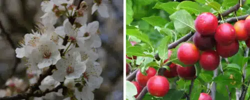 BUY MYROBALAN PLUM PRUNUS CERASIFERA PLANTS ONLINE FROM HOPES GROVE NURSERIES