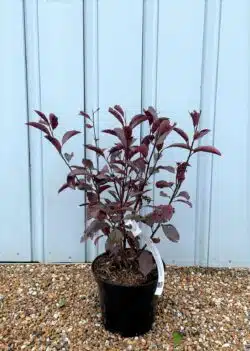 Prunus X Cistena Potted Hedging 40-60cm 192-0in