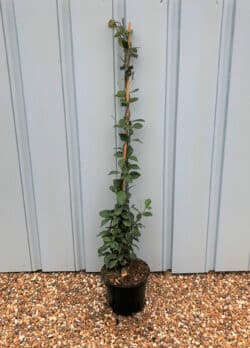 Star Jasmine Trachelospermum Jasminoides Potted Hedging 60-100cm 24-42in