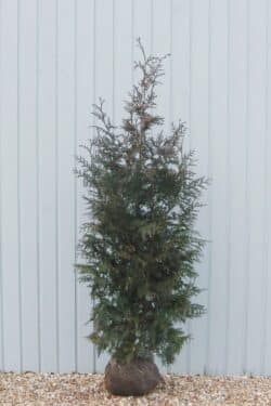 Thuja Plicata Atrovirens Rootball Hedging 175-200cm 72-78in