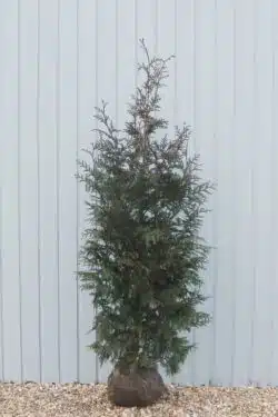 Thuja Plicata Atrovirens Rootball Hedging 175-200cm 72-78in