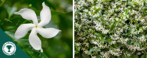 BUY TRACHELOSPERMUM JASMINOIDES STAR JASMINE PLANTS ONLINE FROM HOPES GROVE NURSERIES