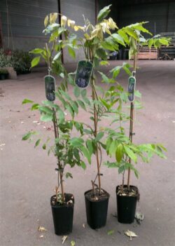 Wisteria Sinensis Prolific Potted Shrubs 8286