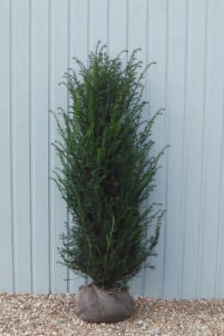 Yew English Rootball Hedging 125-150cm 48-60in