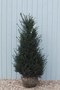 Yew English Rootball Hedging 150-175cm 60-72in