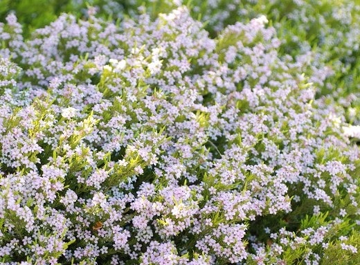 DIOSMA ERICOIDES SUNSET GOLD IN FLOWER