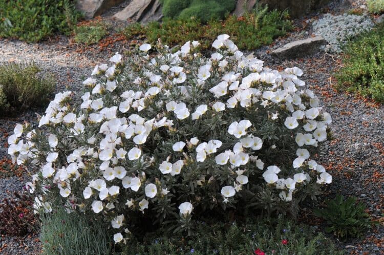 CONVOLVULUS CNEORUM SHRUB IN FLOWER