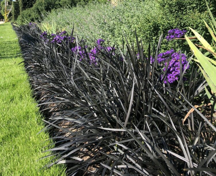 OPHIOPOGON PLANISCAPUS BLACK DRAGON BEING USED AS AN EDGING PLANT AT SANDRINGHAM ESTATE, NORFOLK,UK
