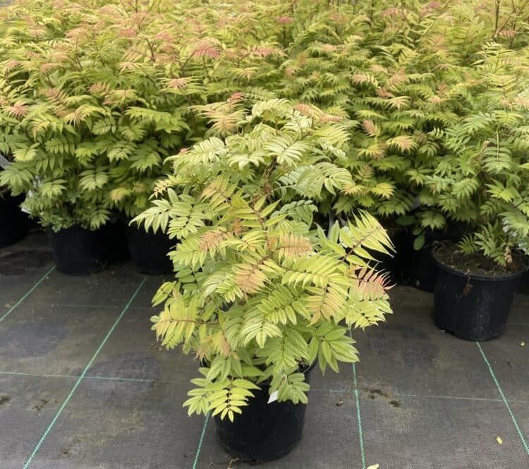 SORBARIA SORBIFOLIA SEM SHRUBS GROWING ON THE NURSERY