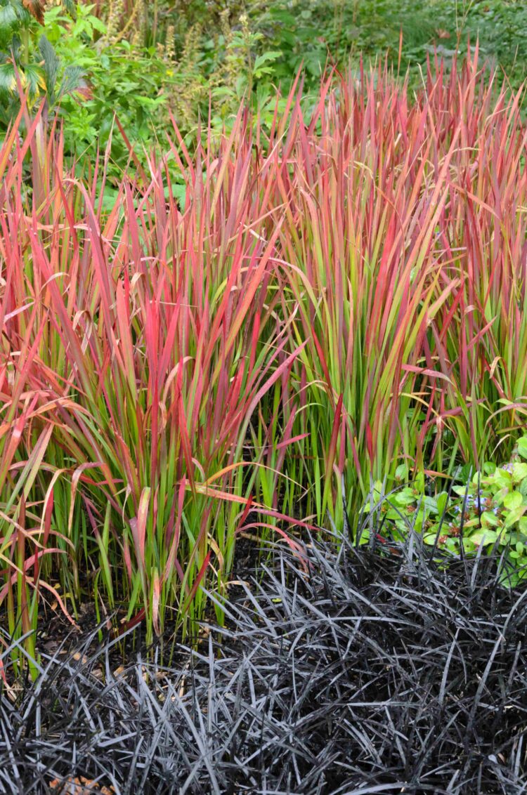 IMPERATA CYLINDRICA RED BARON GROWING WITH OPHIOPOGON PLANISCAPUS BLACK DRAGON