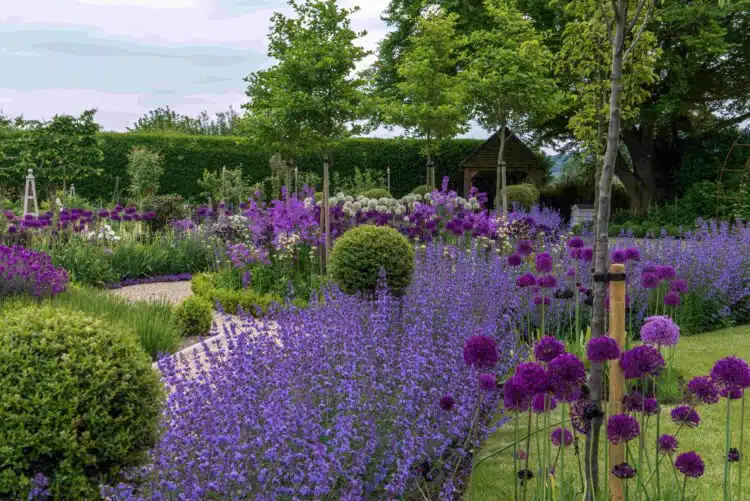 BOLD GROUP OF NEPETA SIX HILLS FIANT IN FLOWER NEXT TO ALLIUMS