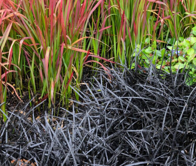 OPHIOPOGON PLANISCAPUS BLACK DRAGON WITH IMPERATA CYLINDRICA RED BARON