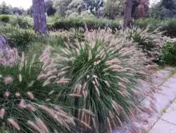 MATURE FLOWERING SPECIMEN OF PENNISETUM ALOPECUROIDES HAMELN GRASS