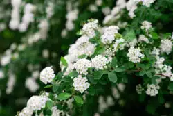 SPIRAEA NIPPONICA SNOWMOUND FLOWER DETAIL
