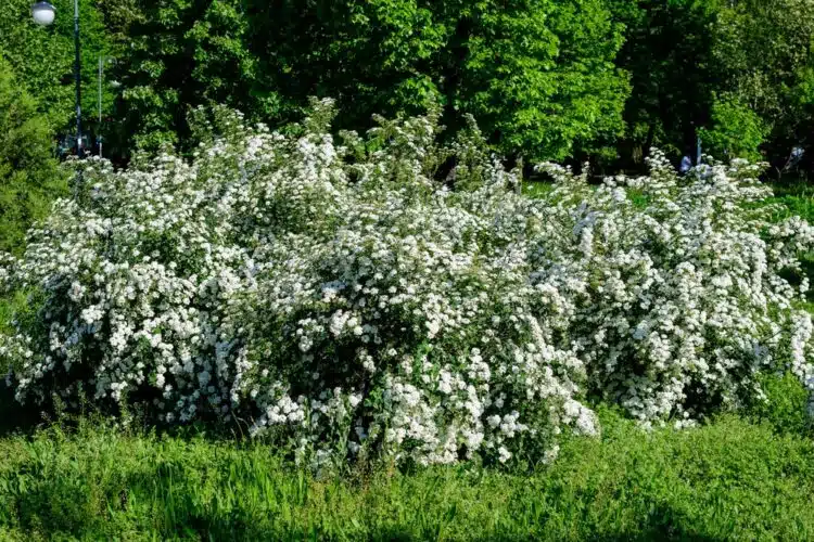MATURE SPIRAEA NIPPONICA SNOWMOUND SHRUBS IN FLOWER
