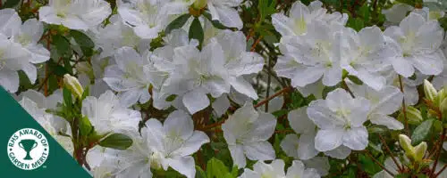 BUY AZALEA ADONIC PLANTS ONLINE FROM HOPES GROVE NURSERIES