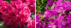 BUY AZALEAS AND RHODODENDRONS ONLINE FROM HOPES GROVE NURSERIES