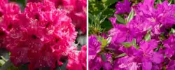 BUY AZALEAS AND RHODODENDRONS ONLINE FROM HOPES GROVE NURSERIES