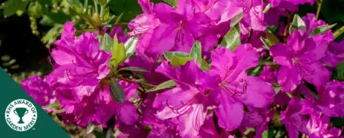 BUY AZALEA BLUE DANUBE PLANTS ONLINE FROM HOPES GROVE NURSERIES