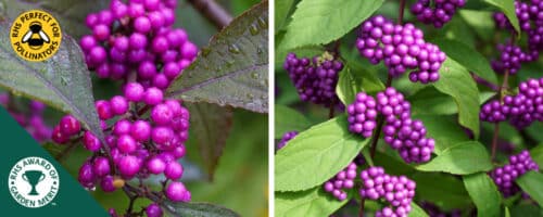 BUY CALLICARPA DODINIERI VAR. GIRALDII PROFUSION SHRUBS ONLINE FROM HOPES GROVE NURSERIES