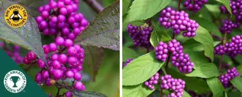 BUY CALLICARPA DODINIERI VAR. GIRALDII PROFUSION SHRUBS ONLINE FROM HOPES GROVE NURSERIES