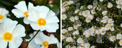 BUY CISTUS CORBARIENSIS PLANTS ONLINE FROM HOPES GROVE NURSERIES