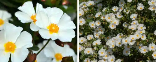 BUY CISTUS CORBARIENSIS PLANTS ONLINE FROM HOPES GROVE NURSERIES