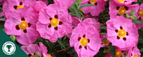 BUY CISTUS PURPUREUS PLANTS ONLINE FROM HOPES GROVE NURSERIES