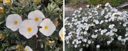BUY CONVOLVULUS CNEORUM SHRUBS ONLINE FROM HOPES GROVE NURSERIES