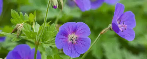 BUY GERANIUM HIMALAYENSE GRAVETYE PLANTS ONLINE FROM HOPES GROVE NURSERIES