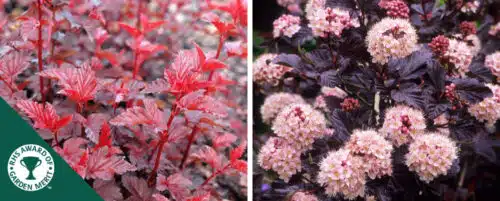 BUY PHYSOCARPUS OPULIFOLIUS LADY IN RED SHRUBS ONLINE FROM HOPES GROVE NURSERIES